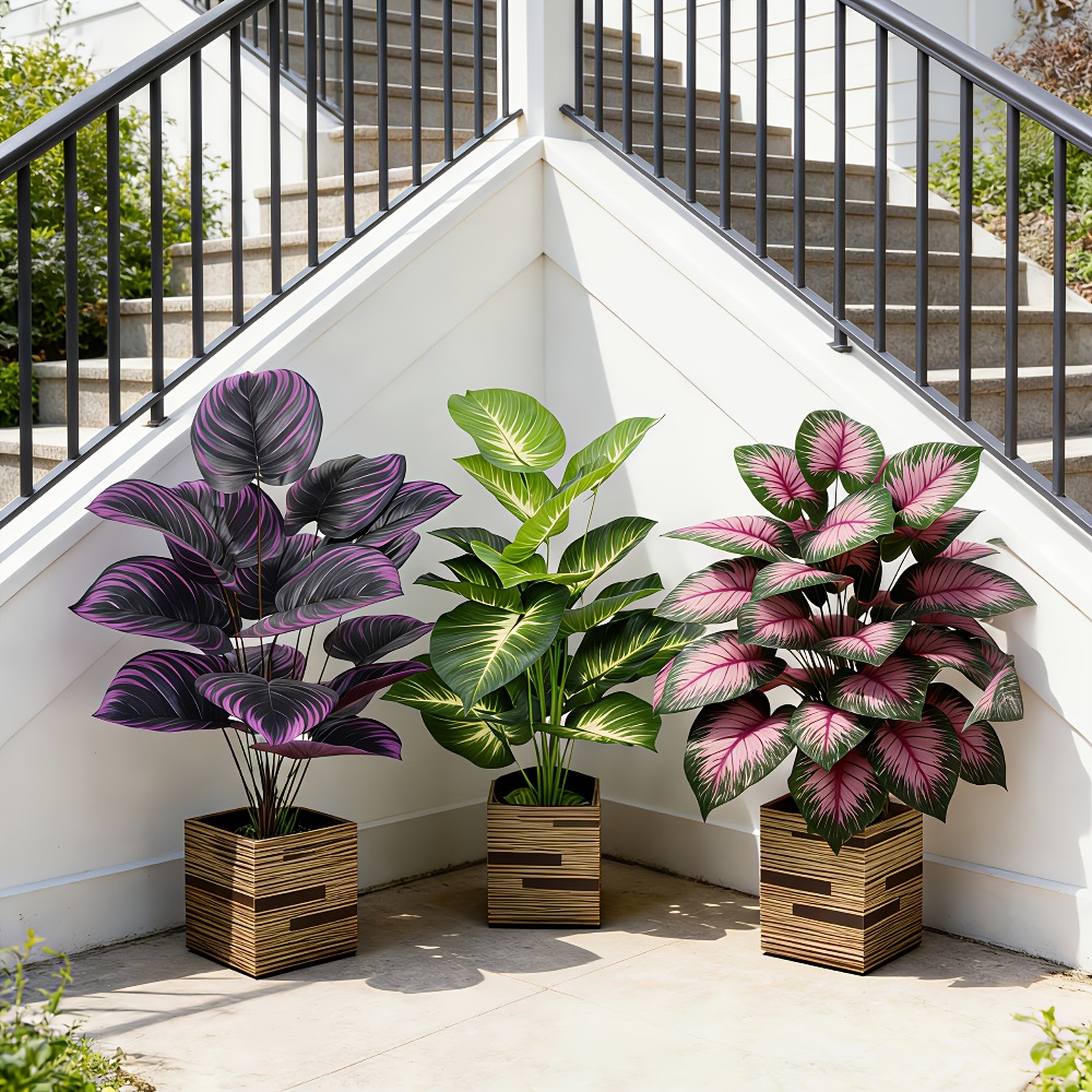 3pc Featuring Various Large-Le - Ficus Lyrata Tree review and price