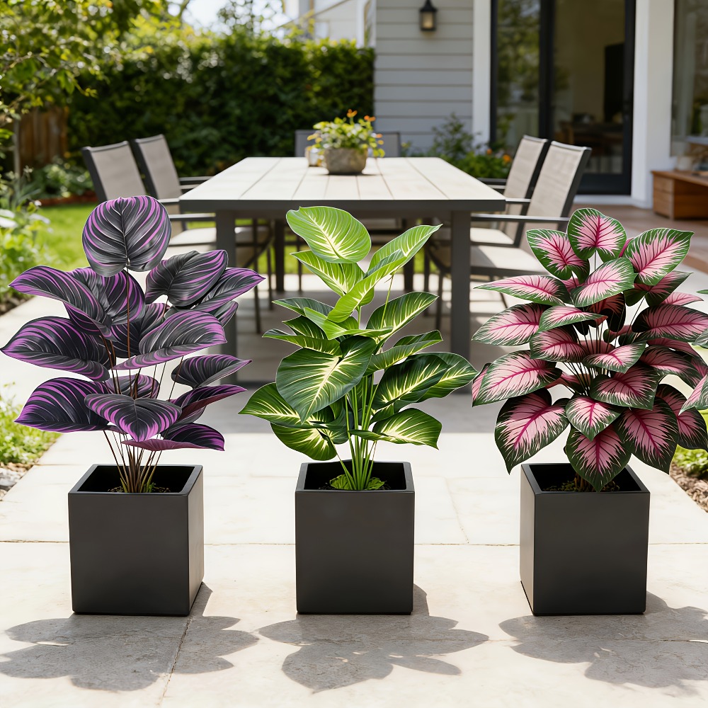 3pc Featuring Various Large-Le - Ficus Lyrata Tree review and price