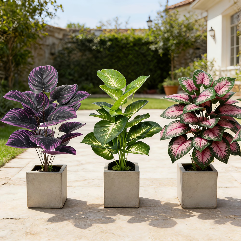 3pc Featuring Various Large-Le - Ficus Lyrata Tree review and price