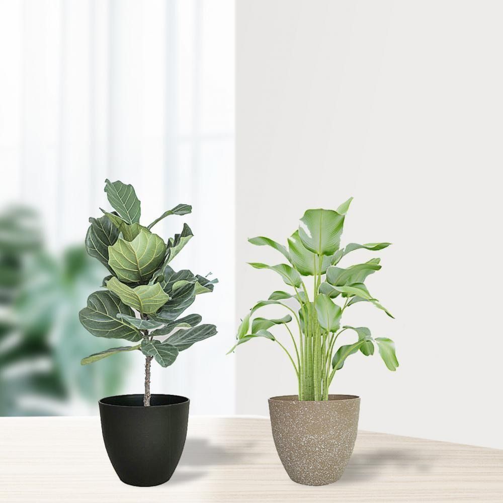 Frosted Imitation Stone Flower - Aloe Vera Pot review and price