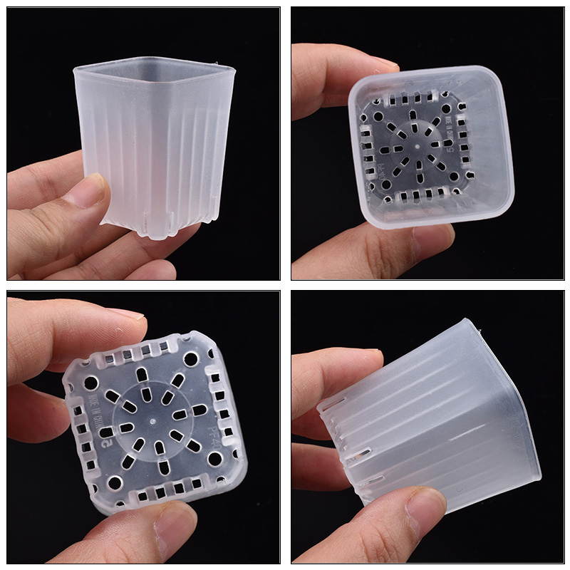 50-100Pcs 4cm Mini Thicken Whi - Echeveria Succulent review and price