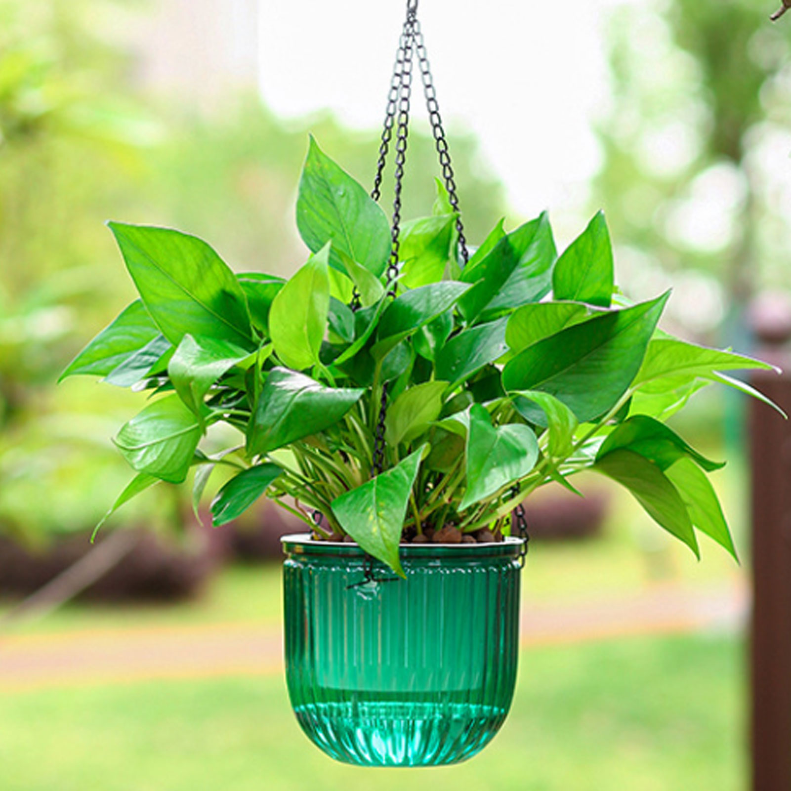Automatic Self Watering Plant  - Spider Plant Hanging review and price
