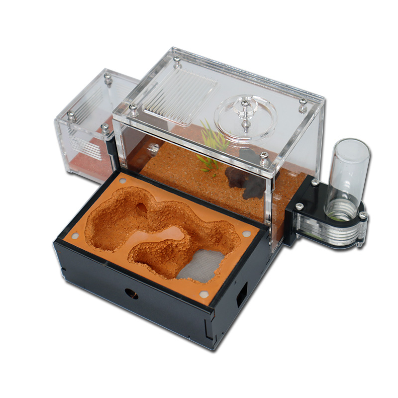 Yellow Soil Ant Farm with Exte - Begonia Rex review and price