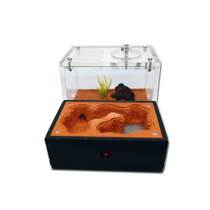 Yellow Soil Ant Farm with Exte - Begonia Rex review and price