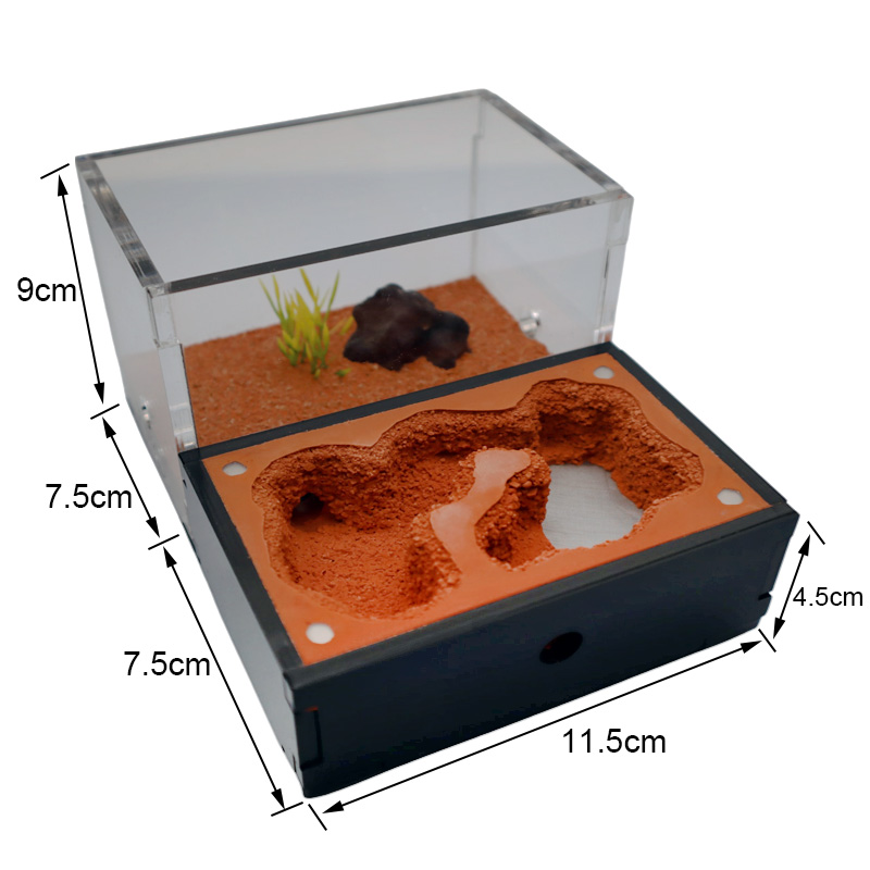 Yellow Soil Ant Farm with Exte - Begonia Rex review and price