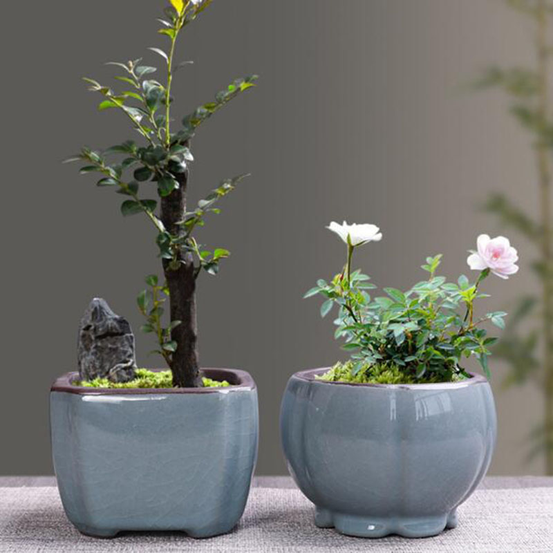 Retro Ceramic Flower Pot Aspar - Echeveria Succulent review and price
