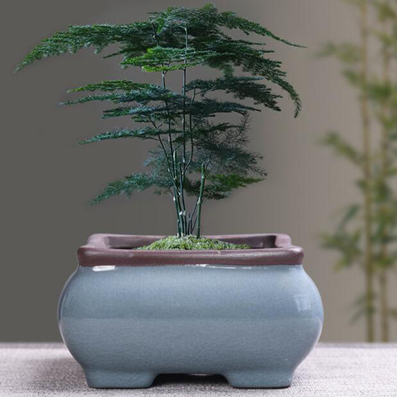 Retro Ceramic Flower Pot Aspar - Echeveria Succulent review and price