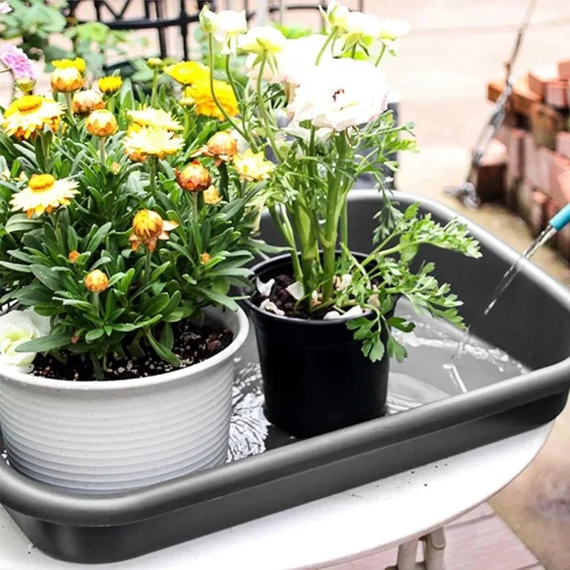 New Design Top-quality Garden  - Echeveria Succulent review and price