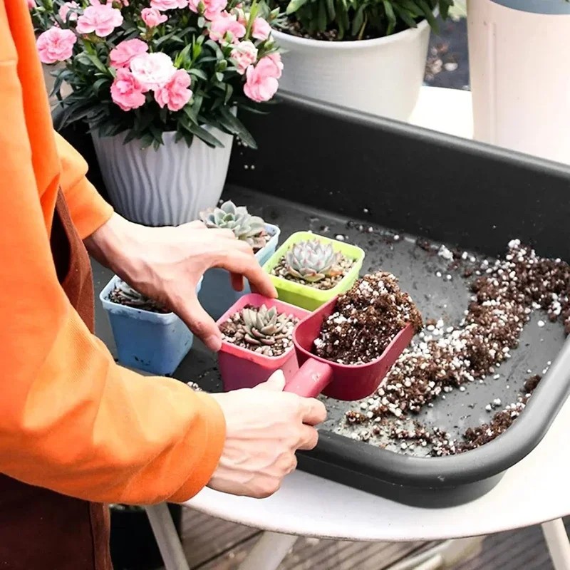 New Design Top-quality Garden  - Echeveria Succulent review and price