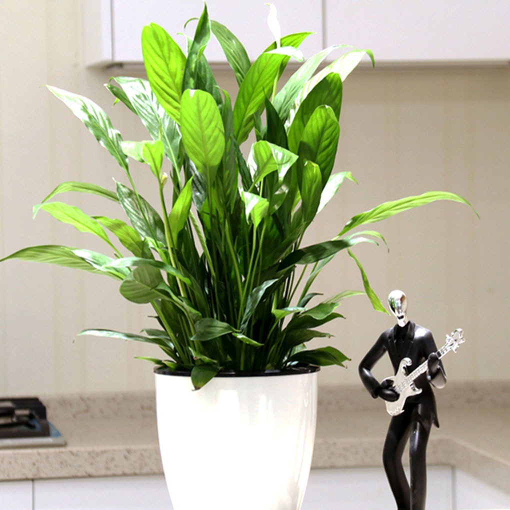 White Portable And Eco-friendl - Aloe Vera Pot review and price