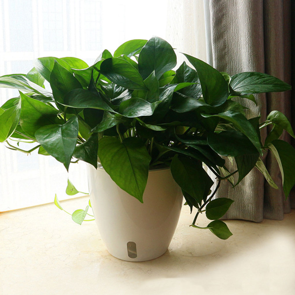 White Portable And Eco-friendl - Aloe Vera Pot review and price