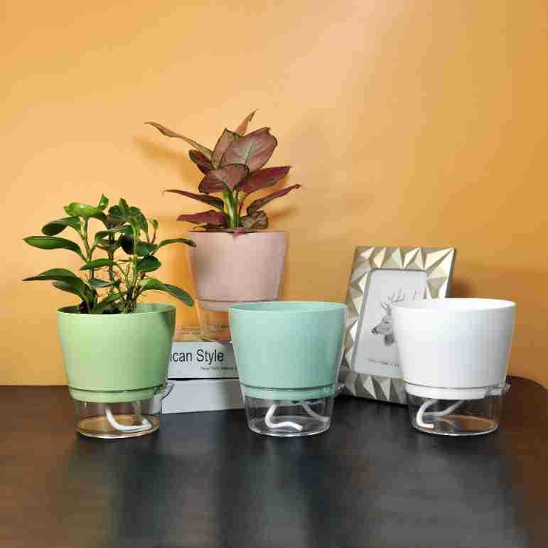 Lazy Flower with Drainage Hole - Aloe Vera Pot review and price