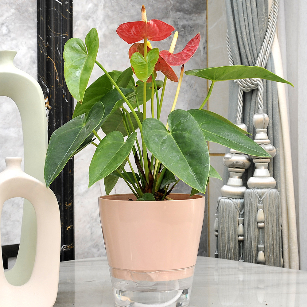 Lazy Flower with Drainage Hole - Aloe Vera Pot review and price