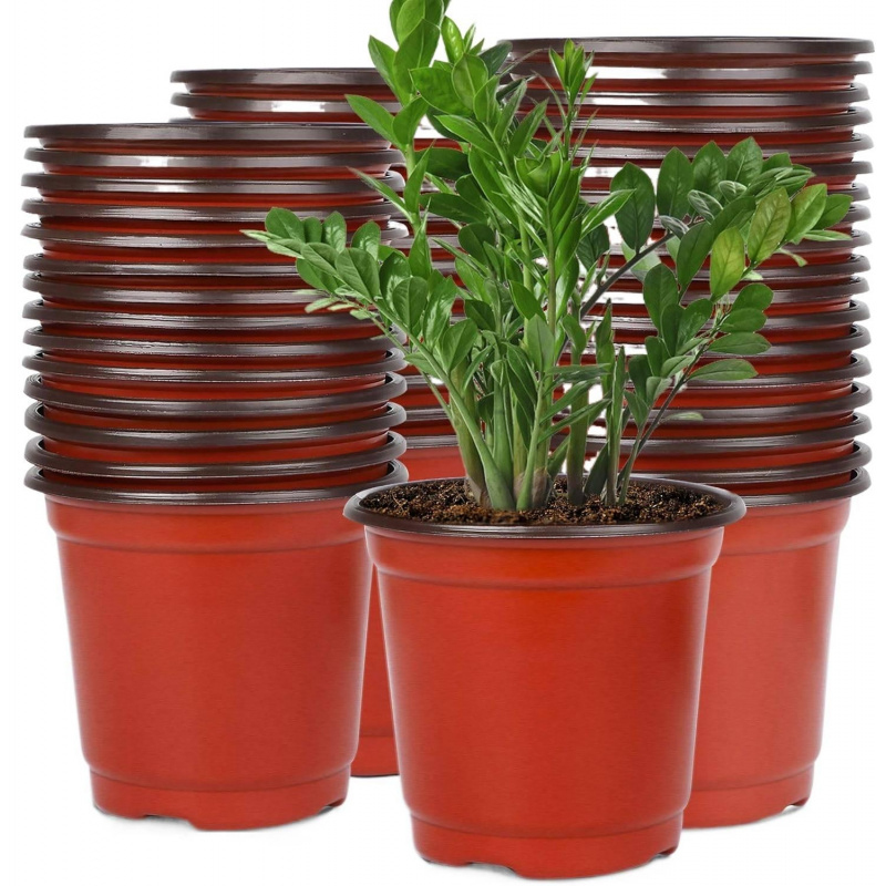 Flexible Plastic Seedling Pots - Echeveria Succulent review and price