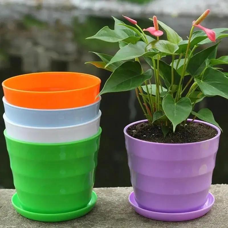 1 Pcs Plastic Flower Pot Succu - Echeveria Succulent review and price