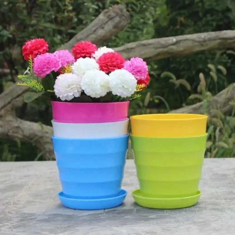 1 Pcs Plastic Flower Pot Succu - Echeveria Succulent review and price